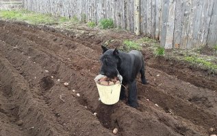 Ризены.. они шикарны!