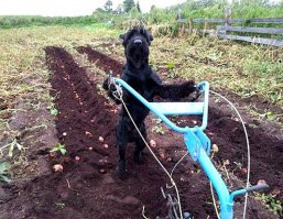 Ризены.. они шикарны!