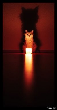 Супруги купили старую миску за 3 $