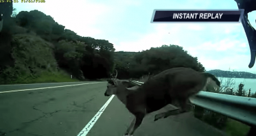 Что самое интересное, велокамикадзе преисполненные праведного гнева идут разбираться к водителю, дескать как так ты не увидел меня резко выскочившего  перед тобой.