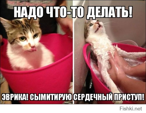 Домашние животные до и после мытья в ванной