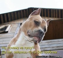 Собака профессионально предотвращает ножевую атаку