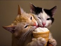 А еще, как и люди, они любят наяривать мороженое!
