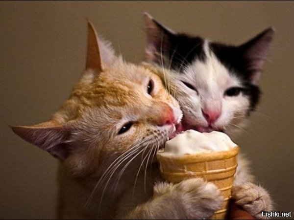 А еще, как и люди, они любят наяривать мороженое!
