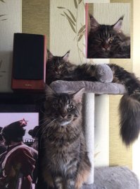 о чем задумался мой котэ?!