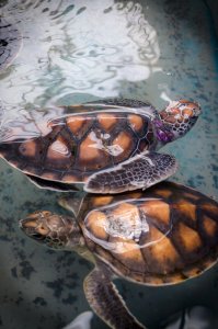 Свою фотку добавлю.
Морские черепашки. Тайланд.