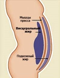 1) В анатомичку кого попало не пустят, особенно на вскрытие, а я не отношусь к медицине или органам.
2) Вон тебе схематическое строение мамона, обычно с такого "пельмешка" выгребают херову тучу желтой жировой массы, похожей на мармелад, видео в инете есть
3) На второй фотке - ББ на массе, ББ на сушке, заплывший и соотвественно "сухой". Правда скорей всего у него на массе висцеральный жир не накапливается - не успевает из-за нагрузок, но подкожный растет - мама не горюй, если так жрать.
Так что я хз на каких ты там МС и КМС смотришь.
С метаном ты вообще как в воду бзднул, честно. 
4) Эндорфины вырабатываются как ответ на стресс, в случае физических нагрузок - когда организм испытывает нагрузку приближенную к максимальной, то есть говоря проще, работаешь " на отказ" - получаешь порцию своей естественной наркоты. Не в результате , а в процессе, второе дыхание - явление у новичков, связанное с преодолением непрвычной ранее для организма нагрузки. Как раз в этот момент организм и будет получать наибольший стресс, с тренированностью эффект второго дыхания исчезает, организм привыкает выдерживать нагрузки ( молочная кислота быстро разрушается). По этим вещам уже столько докторских писано, что тебе стоит хотя бы почитать их. Или мне тебе ещё и ссылей накидать?