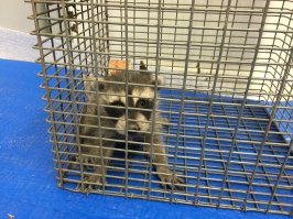 Вот надо ж) Не далее как вчера енотика доставали из стенки:)
Такое чудо хорошенькое! 
P.S. Был отвезен в приют.