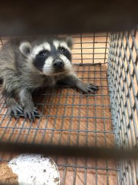 Вот надо ж) Не далее как вчера енотика доставали из стенки:)
Такое чудо хорошенькое! 
P.S. Был отвезен в приют.