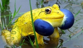 сначала переведи свой высер с собачьего, а потом квакай - жаба укрожопая!