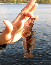 Вот раньше рыба была - в воду без трусов не войдешь!