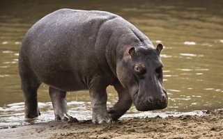 17 фотографий женщин, откровенно радующих нас на пляже