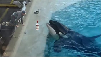 Хитрая косатка ловит птиц на приманку