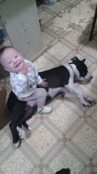 20  "веских" причин, почему никто и никогда не должен заводить питбуля