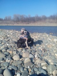 Стаффы потому что сейчас такой стереотип сложен! Раз бойцовская порода, то все, писец! Убийца! Опасен! Я когда заводил собаку столько наслушался. А теперь все ходят и не налюбуются псом!