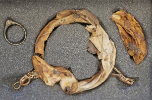 В кружке из музея Освенцима нашли клад