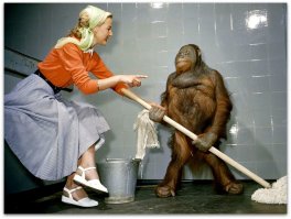 Хочу домой обезьяну, чтоб помогала по хозяйству.