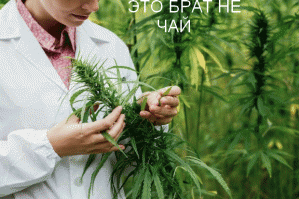 Лекарственные растения России