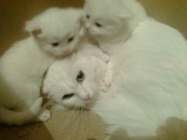 Кошки и котята: они, как две капли, похожи друг на друга!