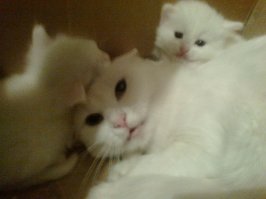 Кошки и котята: они, как две капли, похожи друг на друга!