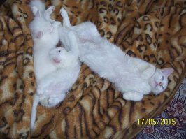 Кошки и котята: они, как две капли, похожи друг на друга!