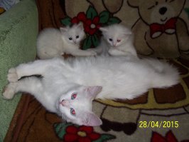 Кошки и котята: они, как две капли, похожи друг на друга!