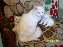 Кошки и котята: они, как две капли, похожи друг на друга!