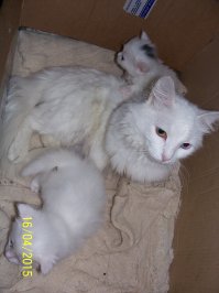 Кошки и котята: они, как две капли, похожи друг на друга!