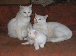 Кошки и котята: они, как две капли, похожи друг на друга!