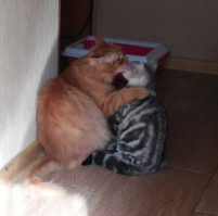 Мои нынешние педики =) Че и Жо