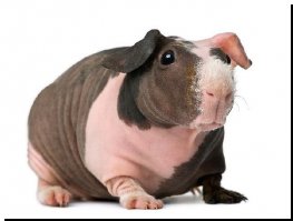 они вообще чудики ))