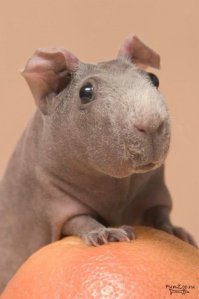 за щеку чото пиханул