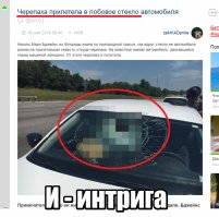 Черепаха прилетела в лобовое стекло автомобиля