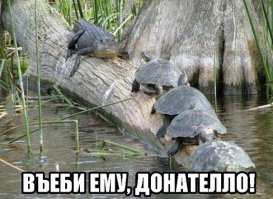Черепаха прилетела в лобовое стекло автомобиля