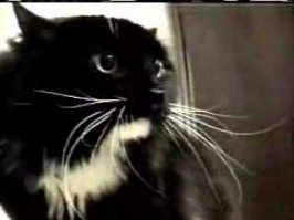 к вечеру  long johnson подтянется.