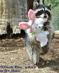 19 фотографий, доказывающих, что у нас много общего с енотами