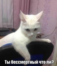 Спасение кота, просидевшего на дереве 11 дней