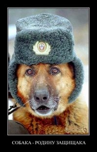 Бездомный пес стал сотрудником полиции в Пуэрто-Рико