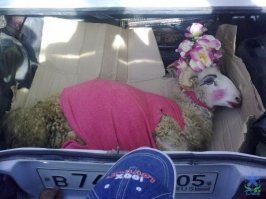 Быстрее побежали смотреть как там жена водилы-дебила в багажнике