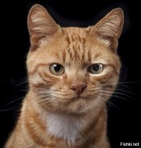 Как трогательно. И хер скажешь, что это СССР освободила этого парня из концлагеря: америкосы прибежали к трупу Фашисткой Германии первыми.