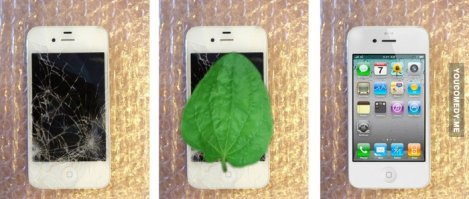 Лекарственные растения России