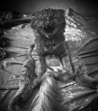 Эта кошка танцует так, будто никто ее не видит