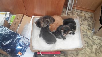 Да они там все обалденные! Был бы дом побольше, да доход повыше - всех бы забрал :).