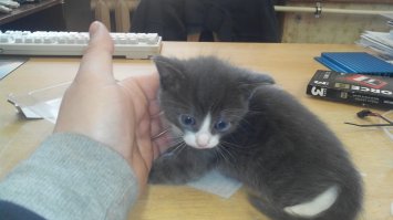 А я второго завести решил. Пришёл к товарищу на работу, а там две кошки по 4 котёнка принесли. 4 мальчика и 4 девочки. И один котейко так на моего самого первого кота похож, что я решил его взять! Еле жену уговорил.
Через недельку-две заберу, как от сиськи оторвутся.