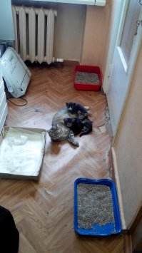 Да они там все обалденные! Был бы дом побольше, да доход повыше - всех бы забрал :).