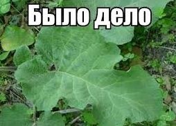 Лекарственные растения России