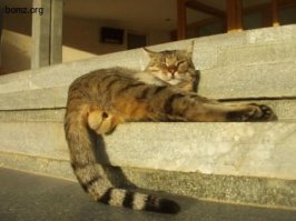 так только кошки умеют танцевать. котам кое что мешает