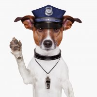 Бездомный пес стал сотрудником полиции в Пуэрто-Рико