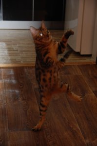 Эта кошка танцует так, будто никто ее не видит