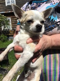 Вы, не представляете этого самца! ( с большой буквы). Немолодой, подслеповатый. Лаз, метровый, прорыл.
Туда, же, все. Сам обалдел.